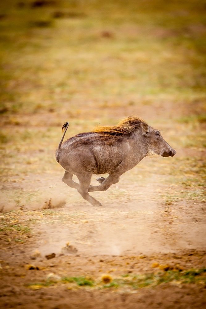 A young warthog kicks up dust as it runs